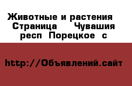  Животные и растения - Страница 2 . Чувашия респ.,Порецкое. с.